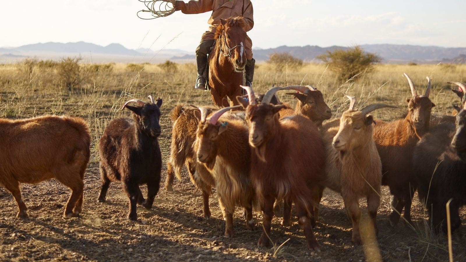 Cashmere goats grazing on open grassland in warm natural light